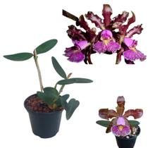 Orquidea Cattleya Schilleriana Tipo Planta Rara Adulta Flor