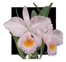 Orquidea Cattleya Schroederae - orquidario DF