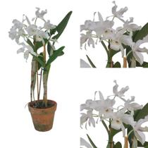 Orquidea Cattleya Skinneri Guarianthe Alba Adulta Branca - Orquiflora