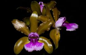 Orquídea Cattleya tenuis