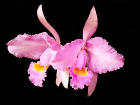 Orquídea Cattleya trianae concolor