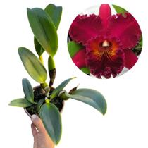 Orquidea Cattleya Vinho '' Chia Lin '' Planta Adulta Aptas A Florir - DoceL@r