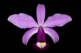 Orquídea Cattleya violacea fantasia x coerulia Orquídea Cattleya violacea fantasia x coerulia