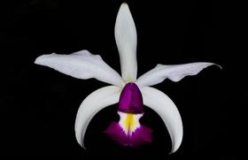 Orquídea Cattleya violacea semi alba AWZ x BV Orquídea Cattleya violacea semi alba AWZ x BV