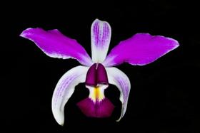 Orquídea Cattleya violacea semi alba Splendor x Taurepang
