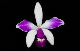 Orquídea Cattleya violacea semi alba Taurepang x pincelada