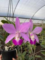 Orquídea Cattleya violacea tipo x C. walkeriana tipo