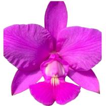 Orquídea Cattleya Walkeriana Adulta Já Florindo - Vaso Inteiro
