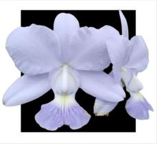Orquidea Cattleya Walkeriana Coerulea Magnus X Blue Formosa - orquidario DF