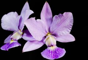 Orquídea Cattleya Walkeriana coerulia abc-m x blue monarc Orquídea Cattleya Walkeriana coerulia abc-m x blue monarc