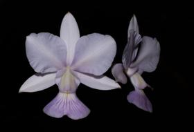 Orquídea Cattleya walkeriana coerulia Blue Monarch x 2P Orquídea Cattleya walkeriana coerulia Blue Monarch x 2P