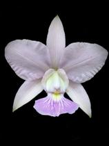 Orquídea Cattleya walkeriana coerulia Valtair