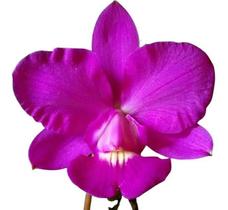 Orquidea Cattleya Walkeriana Dayana Wenzel X Cambara - Ofert Orquidea Cattleya Walkeriana Dayana Wenzel X Cambara - Ofert