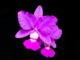 Orquídea Cattleya walkeriana Dayane Wenzel x feitiço de goias