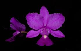 Orquídea Cattleya walkeriana Estrela da colina x selecta