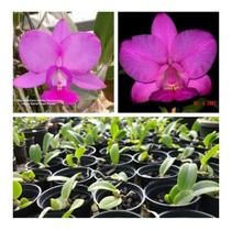 Orquidea Cattleya Walkeriana Feiticeira X Presciosa