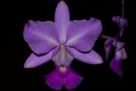 Orquídea Cattleya walkeriana feitiço de goias x cambara