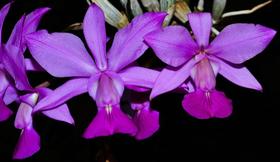 Orquídea Cattleya walkeriana flamea