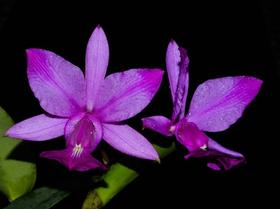 Orquídea Cattleya walkeriana flamea divina