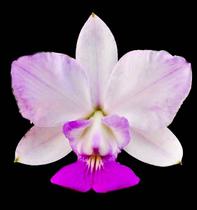 Orquídea Cattleya walkeriana flamea fantasia ladim x dona terezinha - Cooperorchids