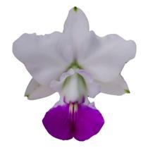 Orquídea - Cattleya Walkeriana Semi Alba