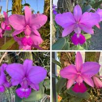 Orquídea Cattleya Walkeriana Tipo Adulta