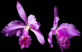 Orquídea Cattleya warneri amoena