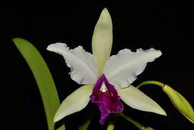 Orquídea Cattleya warscewiczii s/alba