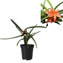Orquidea Ceratostylis Rubra Planta Rara Natural Exotica Muda