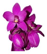 Orquídea Cheiro De Uva Grapete Spathoglottis Unguiculata.
