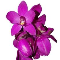 Orquídea Cheiro De Uva Spathoglottis Unguiculata Grapete