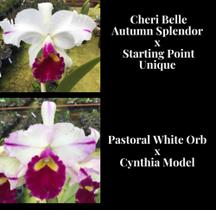 Orquídea Cheri Belle x Pastoral withe orb (3172) - Fabricação própria