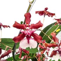 Orquídea Chocolate Adulta Já Florindo Oncidium Sharry Baby - DoceL@r