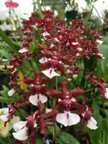 Orquídea Chocolate - Corte Adulto - Floranet