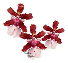 Orquídea Chocolate Oncidium Sharry Baby. Orquídea Chocolate Oncidium Sharry Baby.