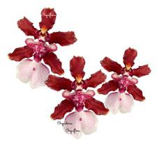 Orquídea Chocolate Oncidium Sharry Baby. - Orquiflora