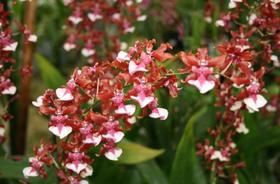 Orquídea Chocolate Oncidium Sharry Baby Planta Adulta Orquídea Chocolate Oncidium Sharry Baby Planta Adulta