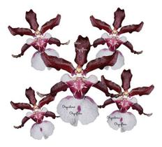 Orquídea Chocolate Oncidium Sharry Baby Planta Adulta - Orquiflora