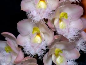 Orquidea Clowesia Rebecca Northen - Orquidario DF