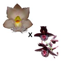 Orquídea Clowesia Rosea X Denodorgon Negro