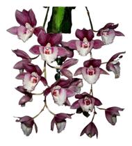 Orquídea Clowsetum Pierre Couret 'dianne Pauneto