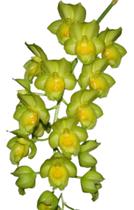 Orquídea Clowsetum Rebecca Northen X Sptzi