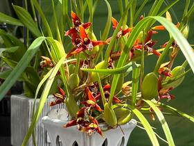 Orquídea Coco - Maxillaria Tenuifolia (Perfumada) - Planta com 3-5 Bulbos