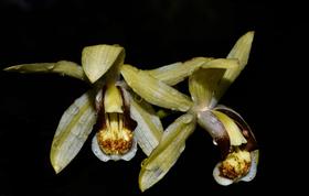 Orquídea Coelogyne massangeana