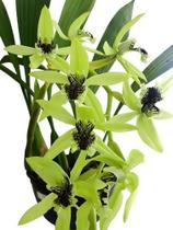 Orquídea Coelogyne Pandurata Planta Adulta Flor Verde Linda - Orquiflora