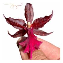 Orquídea Colmanara Masai Red Planta Adulta - docel@r Orquídea Colmanara Masai Red Planta Adulta - docel@r