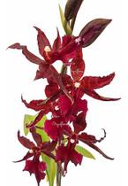 Orquídea Colmanara Masai Red Planta Adulta Flor Avermelhada - Orquiflora