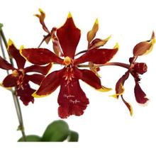 Orquídea Colmanara Ruby Planta Adulta Flor Averrmelhada