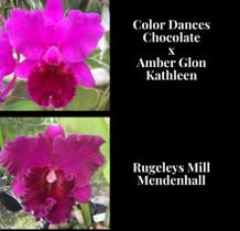 Orquídea Color Dances Chocolate x Rugeleys Mill (3227) - Fabricação própria
