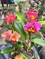 Orquídea Com Flor Adulta Varias Cores A Sua Escolha Top Line - doce l@r